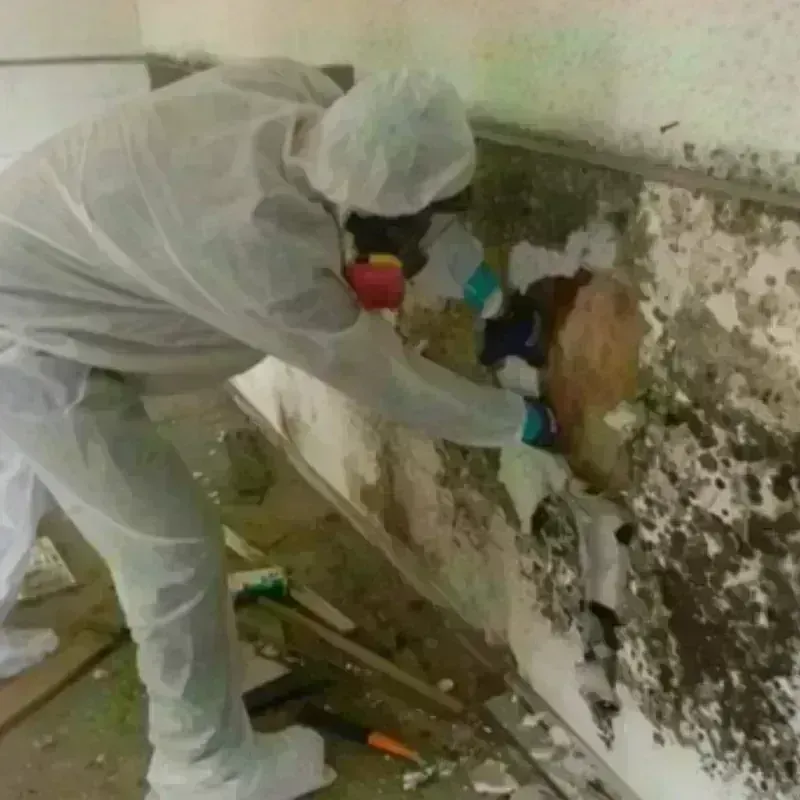 Mold Remediation and Removal in Trenton, NE